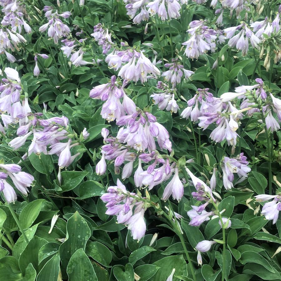 Hosta x 'Blue Cadet' - Hosta from Babikow Wholesale Nursery