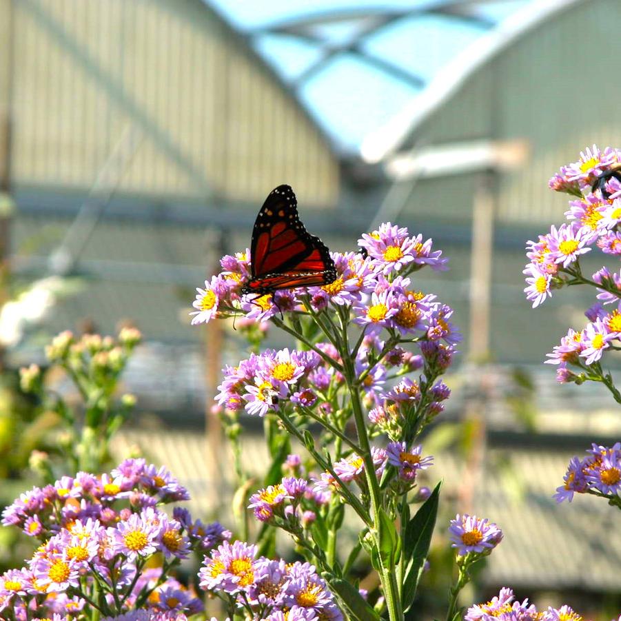 Aster tat. 'Jindai' - Tatarien Aster from Babikow Wholesale Nursery