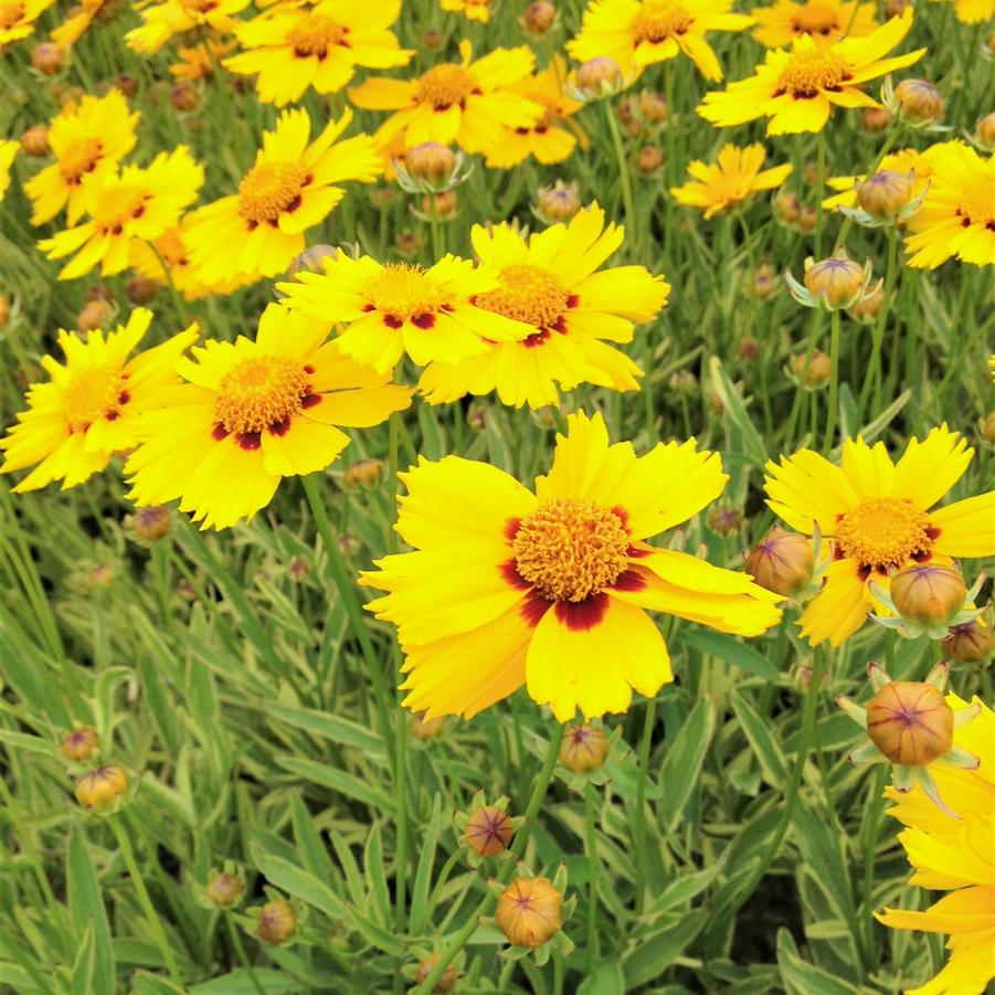 Coreopsis X 'Tequilla Sunrise' - Tickseed from Babikow Wholesale Nursery