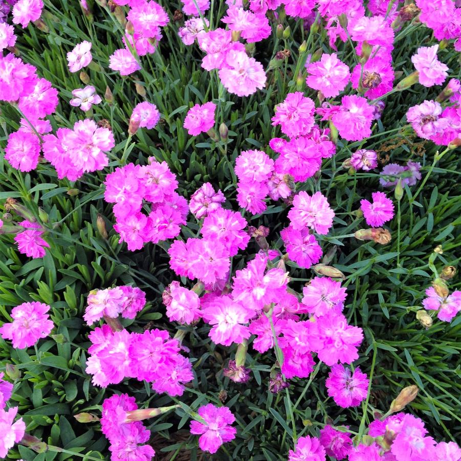 Dianthus 'Tiny Rubies' - Cheddar Pinks from Babikow Wholesale Nursery