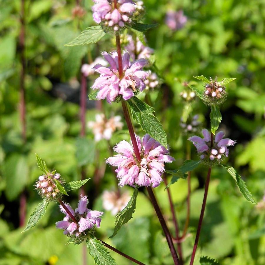 Phlomis tuberosa - Jerusalem Sage from Babikow Wholesale Nursery