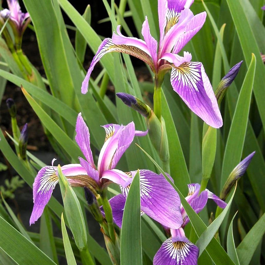 Iris versicolor - Blue flag Iris from Babikow Wholesale Nursery