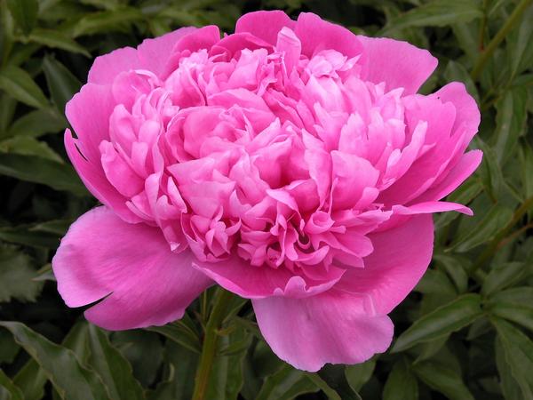 Paeonia 'Victoire de la Marne' - Peony from Babikow