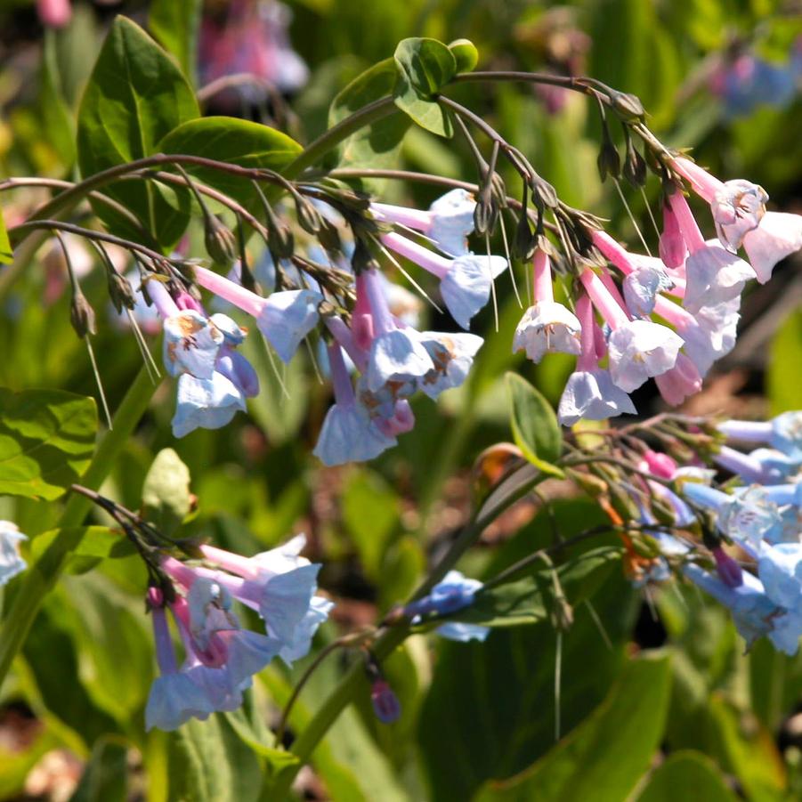 Mertensia virginica - Virginia Blue Bells from Babikow Wholesale Nursery