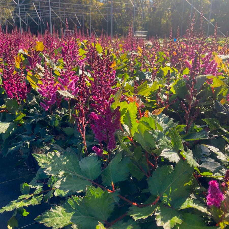 Astilbe chi. 'Vision in Red' - False Spirea from Babikow Wholesale Nursery