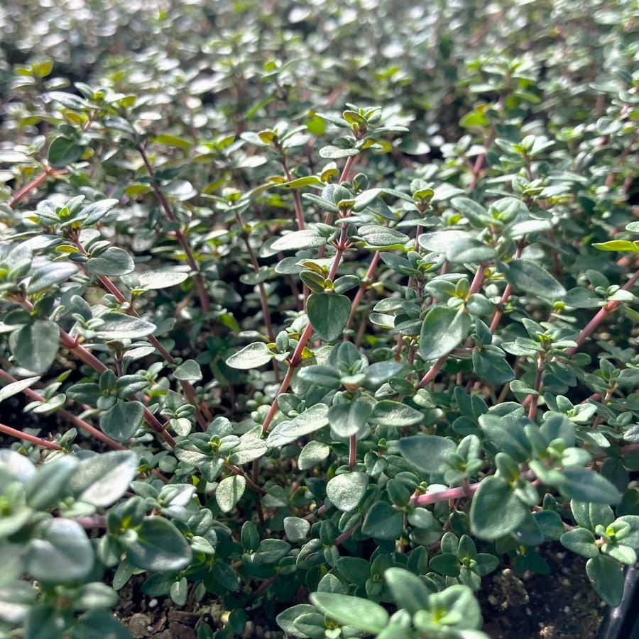 Thymus vulgaris - English/ german/ winter thyme from Babikow Wholesale Nursery