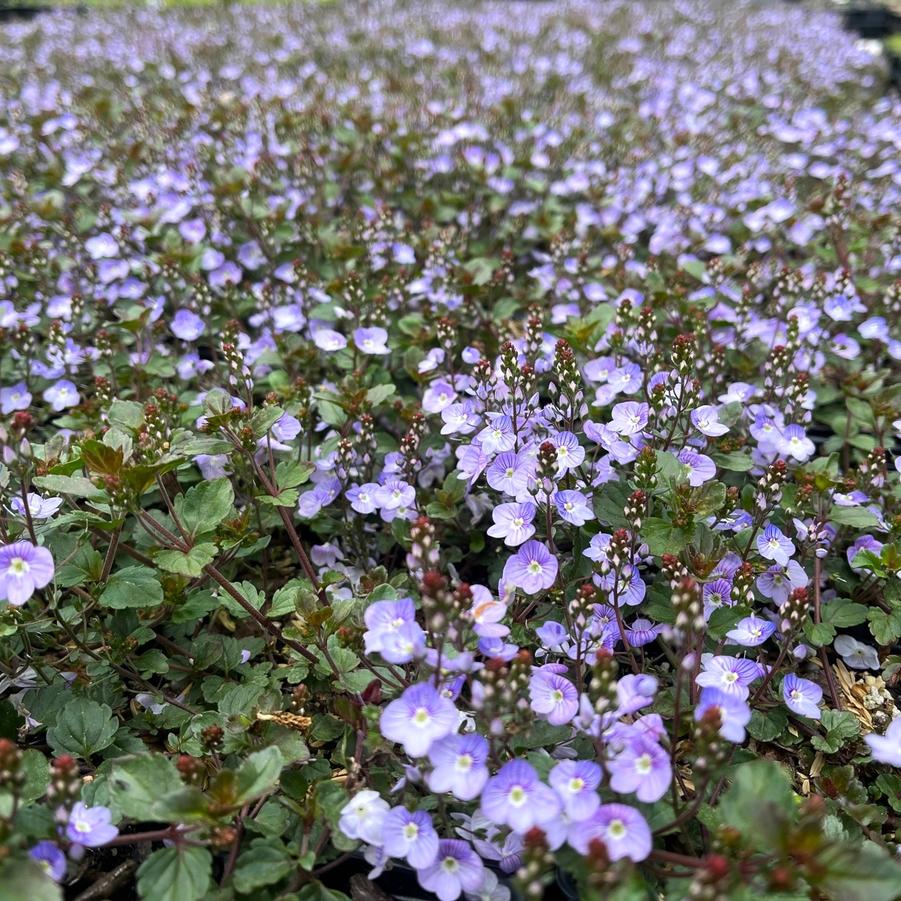 Veronica 'Waterperry Blue' - Speedwell from Babikow Wholesale Nursery