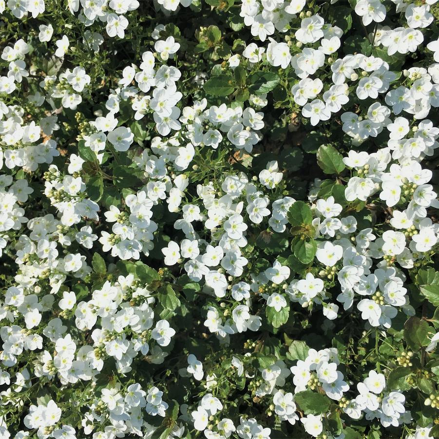 Veronica 'Whitewater' - Speedwell from Babikow Wholesale Nursery