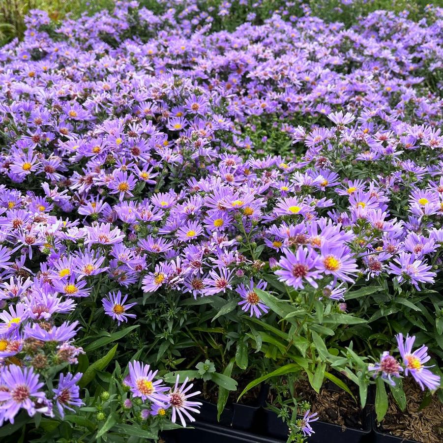 Aster 'Woods Light Blue' - from Babikow Wholesale Nursery