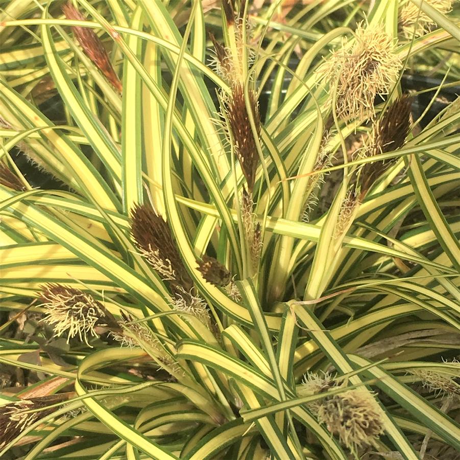Carex osh. 'Evergold' - Golden sedge from Babikow Wholesale Nursery