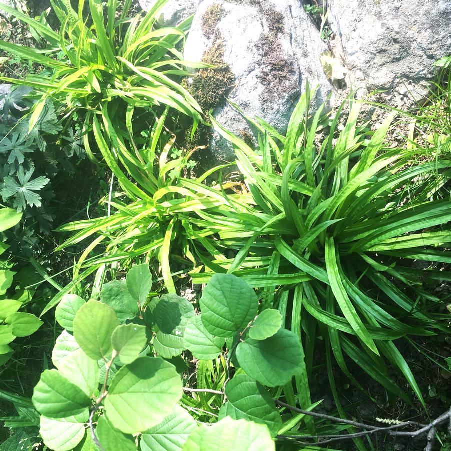 Carex plantaginea - Seersucker Sedge from Babikow Wholesale Nursery