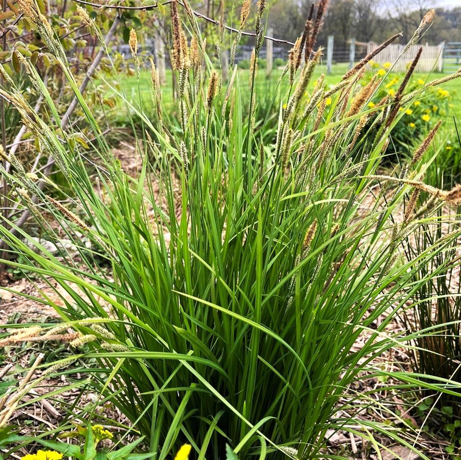 Carex stricta - Tussock Sedge from Babikow Wholesale Nursery