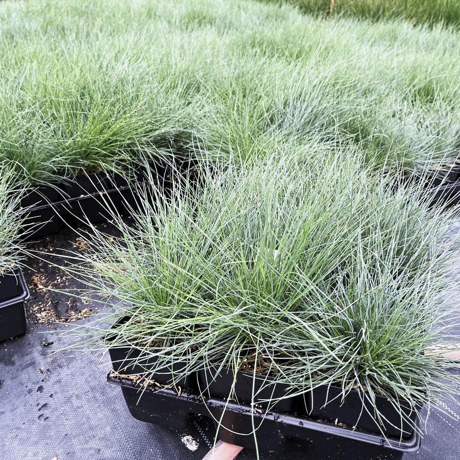 Festuca 'Elijah Blue' - Blue Fescue from Babikow Wholesale Nursery