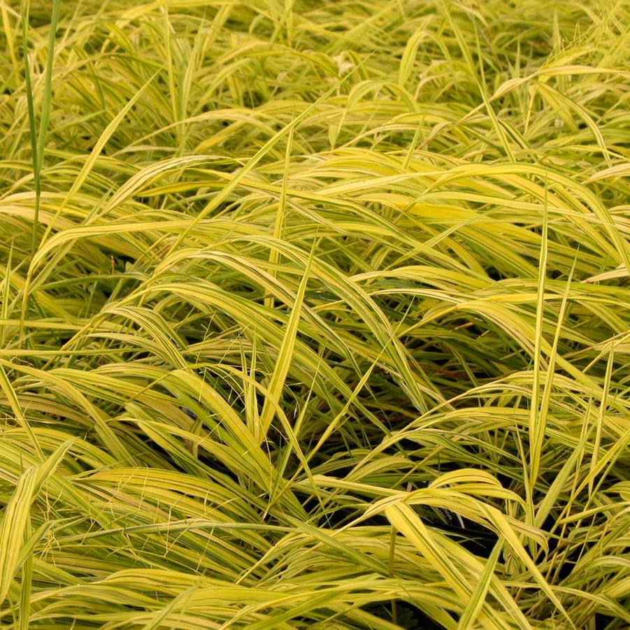 Hakonechloa 'Aureola' - Golden Japanese Forest Grass from Babikow Wholesale Nursery