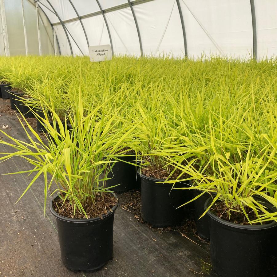 Hakonechloa 'Allgold' - Gold Hackone grass from Babikow Wholesale Nursery