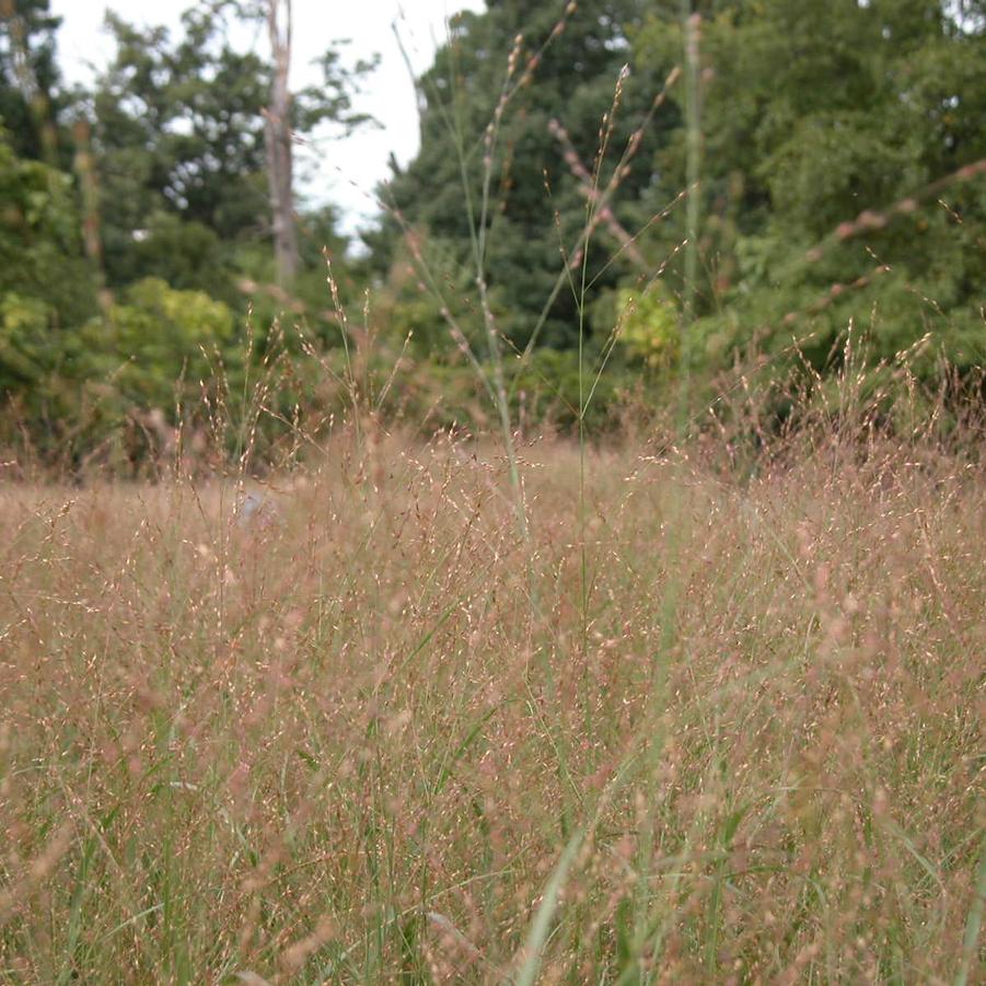 Panicum virgatum - Switchgrass from Babikow Wholesale Nursery