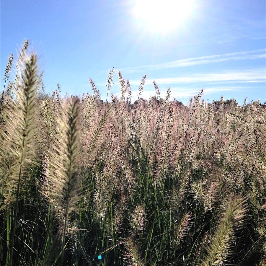 Pennisetum 'Hameln' - Dwarf Fountain Grass from Babikow Wholesale Nursery