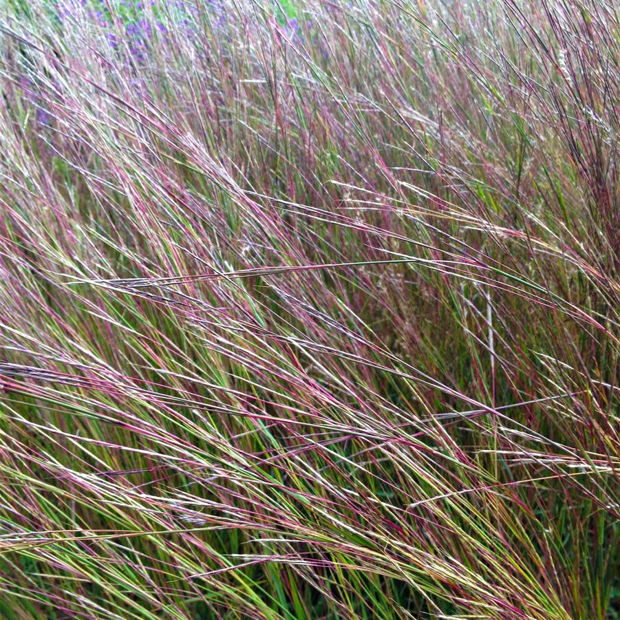 Schizachyrium scoparium - Little Bluestem from Babikow Wholesale Nursery