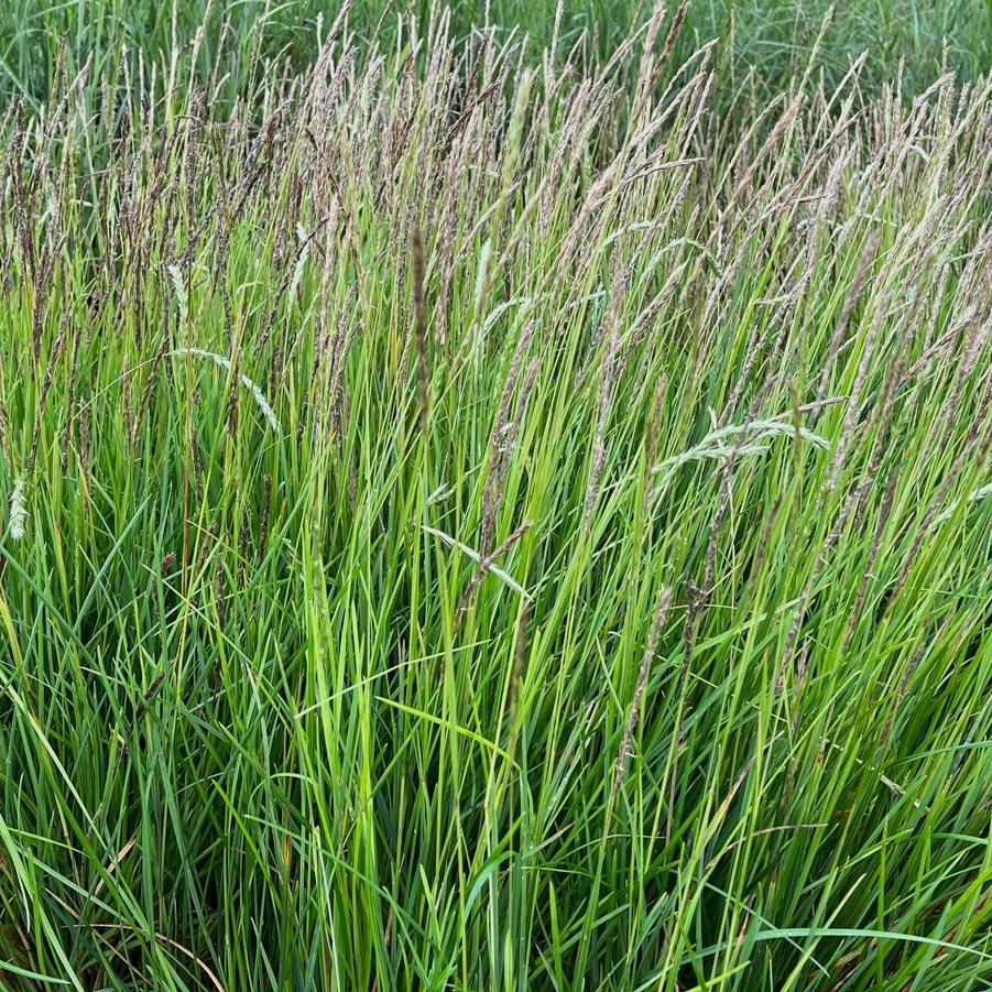 Sesleria autumnalis - Autumn Moor Grass from Babikow Wholesale Nursery