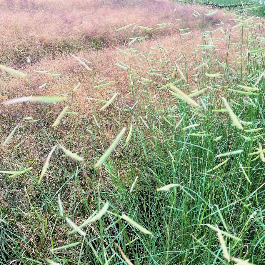 Bouteloua gra. 'Blonde Ambitions' - Grama Grass from Babikow Wholesale Nursery