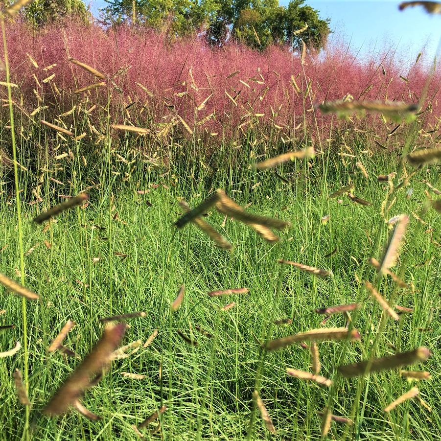 Bouteloua gracilis - Blue grama grass from Babikow Wholesale Nursery