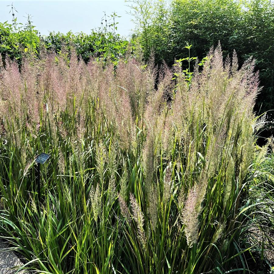 Calamagrostis brachytricha - Korean Feather Reed Grass from Babikow Wholesale Nursery