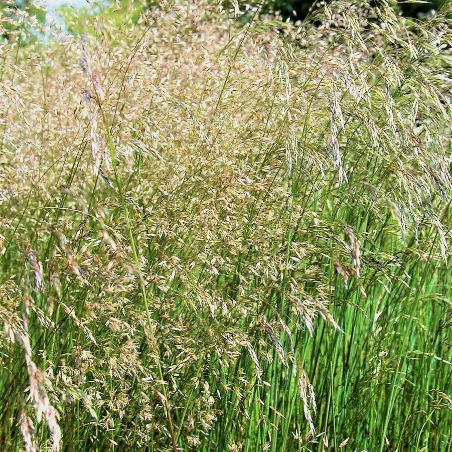 Deschampsia flexuosa - Wavy Hairgrass from Babikow Wholesale Nursery