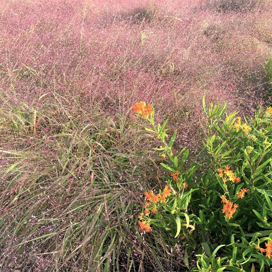 Eragrostis spectabilis - Purple Love grass from Babikow Wholesale Nursery