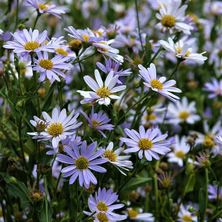 Kalimeris inc. 'Blue Star' - Japanese Aster from Babikow Wholesale Nursery