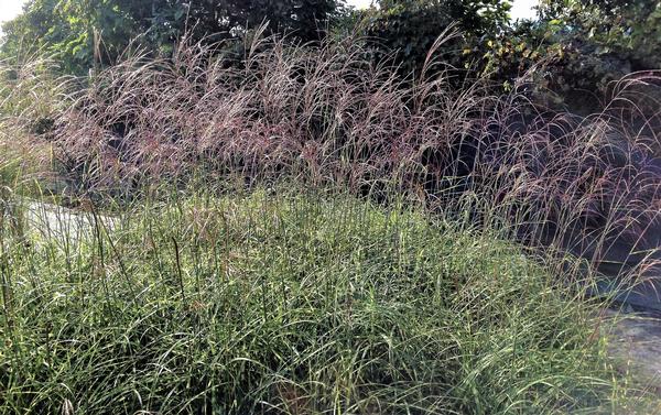 Miscanthus 'Little Zebra' - Dwarf Zebra Grass from Babikow