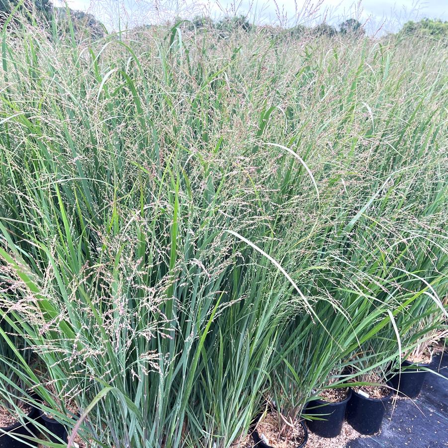 Panicum 'Northwind' - Switchgrass from Babikow Wholesale Nursery