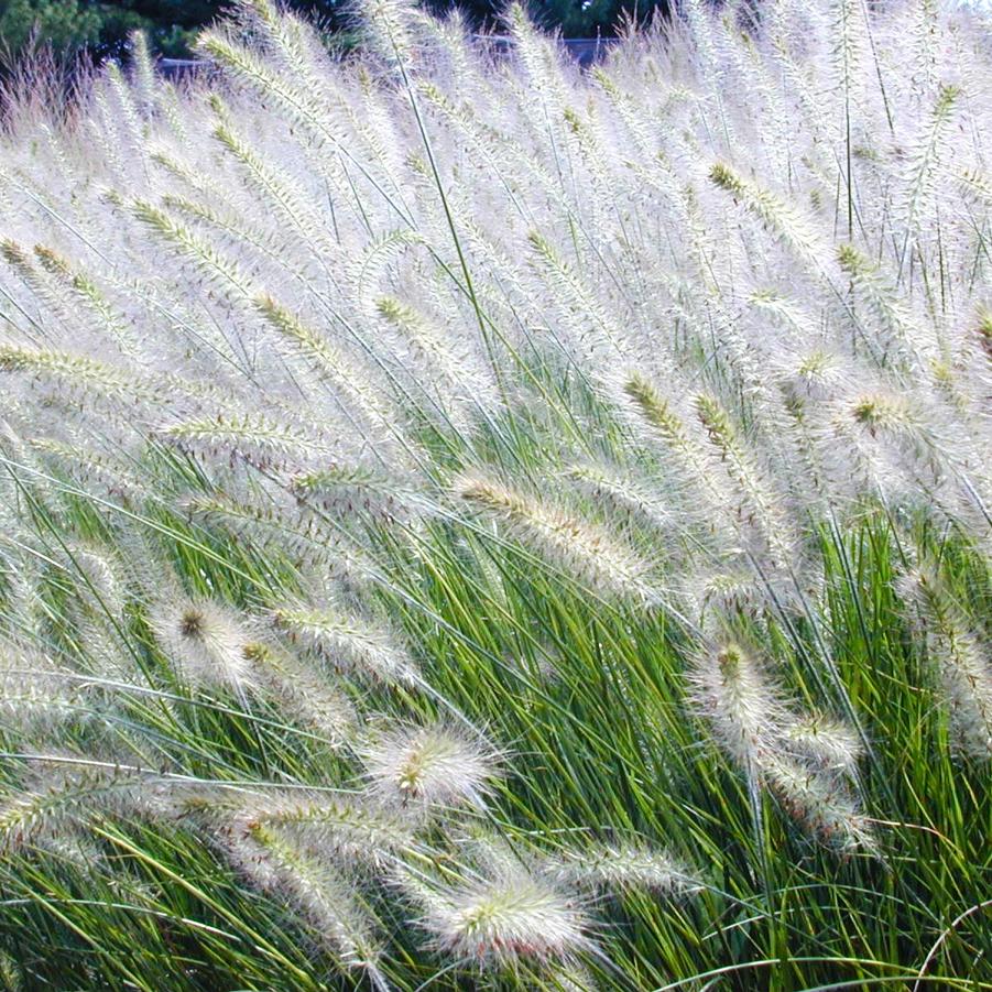 Pennisetum alopecuroides - Fountain Grass from Babikow Wholesale Nursery