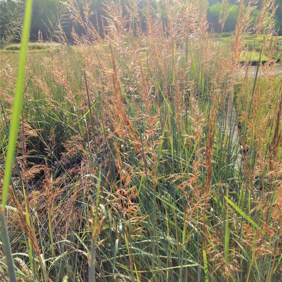 Sorghastrum 'Indian Steel' - Indian Grass from Babikow