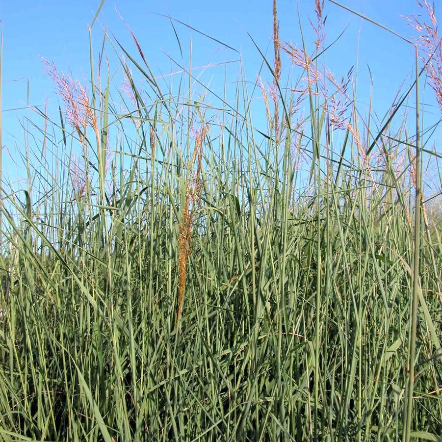 Sorghastrum nutans - Indian Grass from Babikow