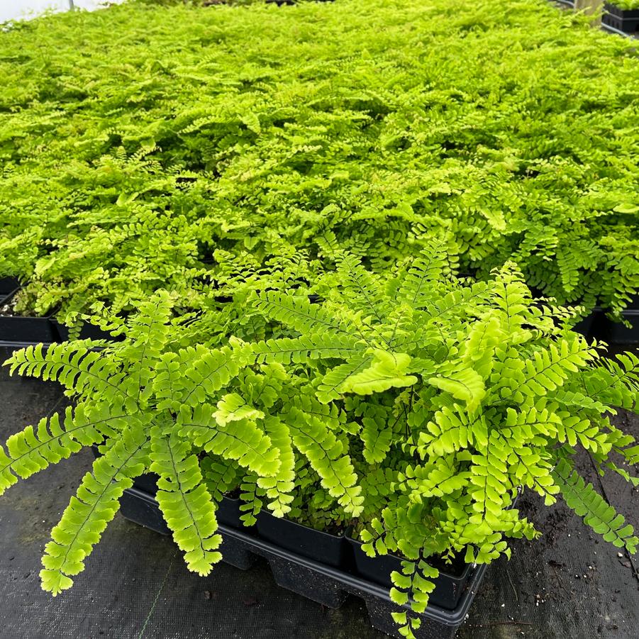 Adiantum pedatum - Northern Maidenhair fern from Babikow Wholesale Nursery