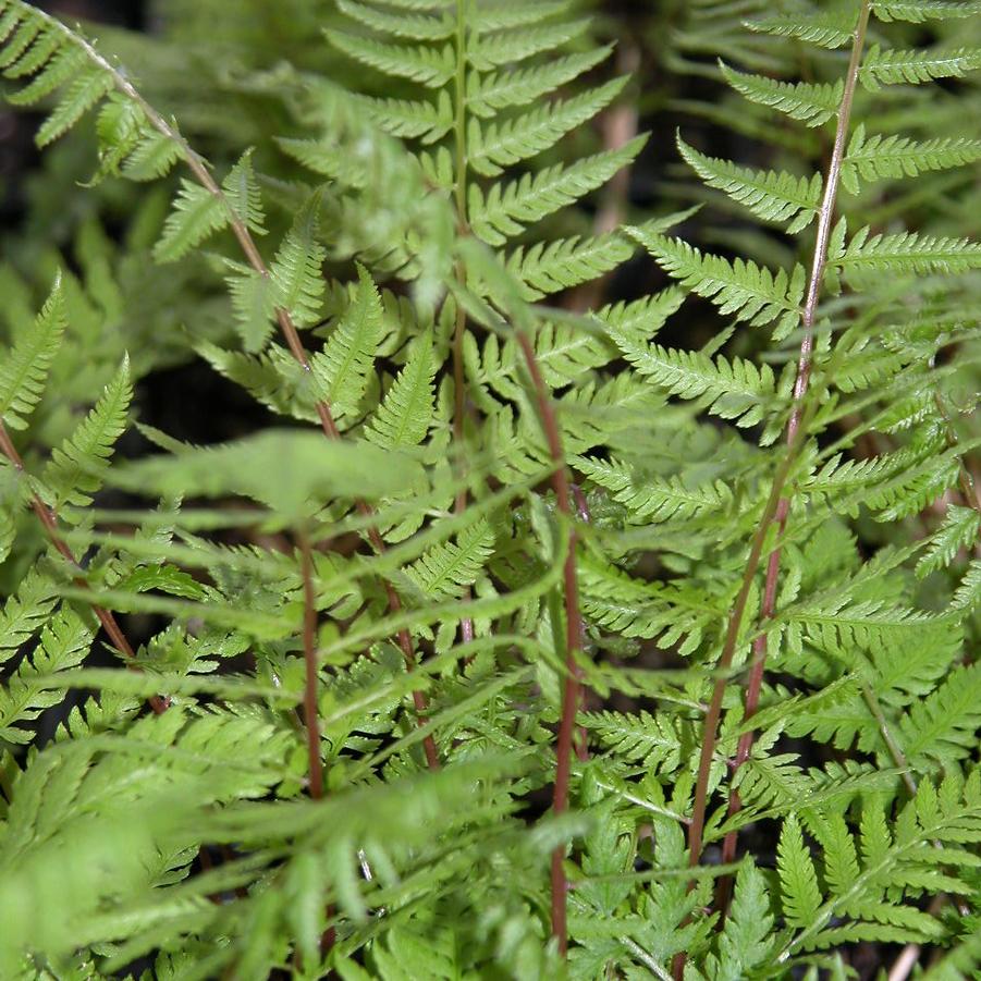 Athyrium 'Lady in Red' - Red Stemmed Lady Fern from Babikow Wholesale Nursery