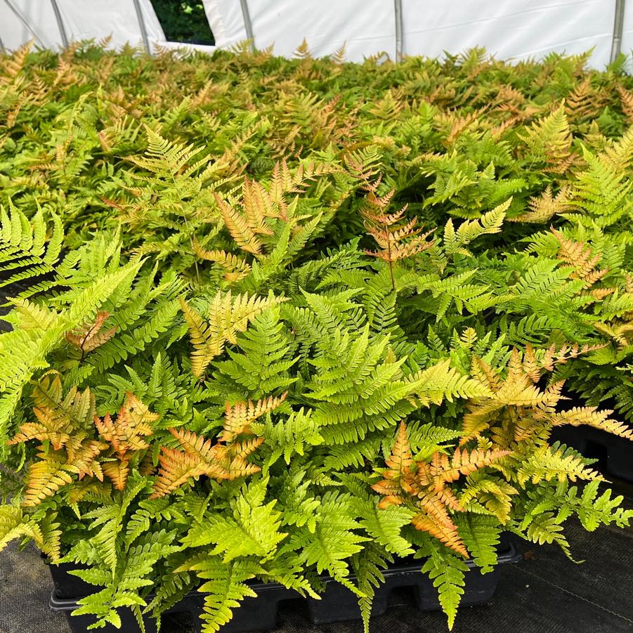 Dryopteris ery. 'Brilliance' - Autumn Fern from Babikow Wholesale Nursery