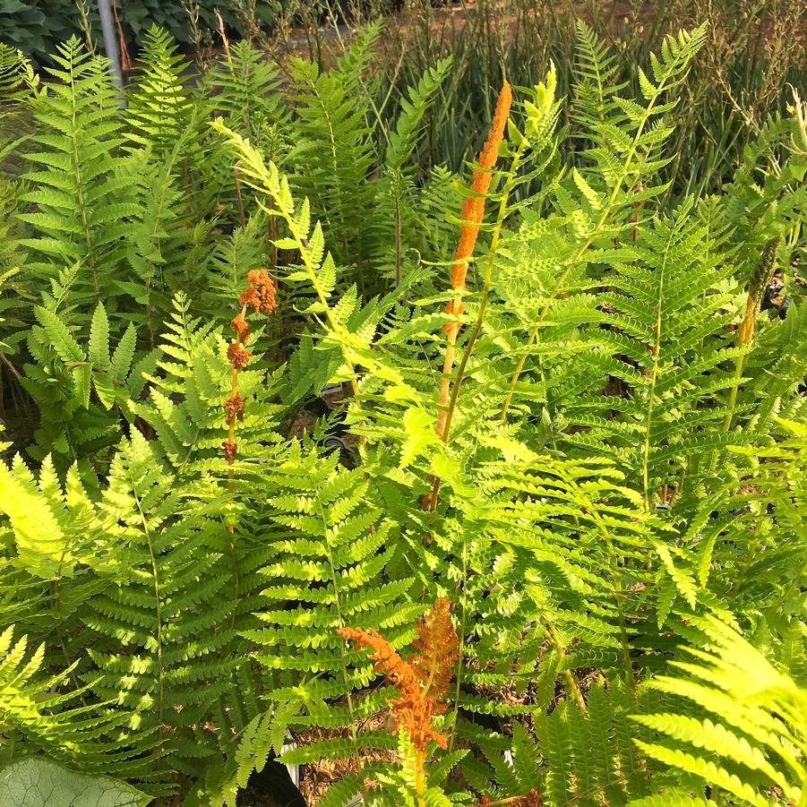 Osmunda cinnamomea - Cinnamon fern from Babikow Wholesale Nursery