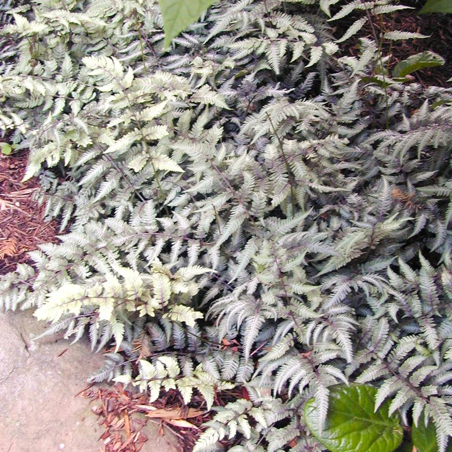 Athyrium nip. 'Pictum' - Japanese Painted fern from Babikow Wholesale Nursery