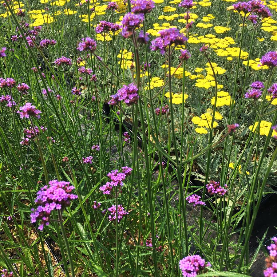 Verbena bonariensis - Purpletop Vervain from Babikow Wholesale Nursery