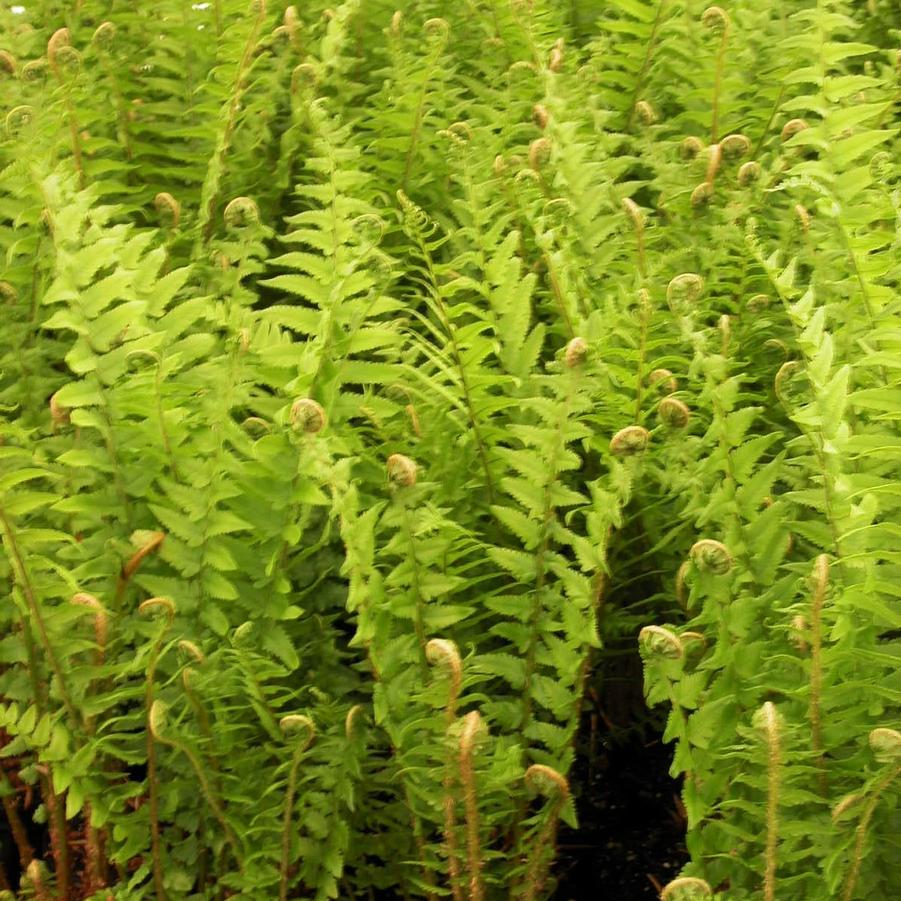 Dryopteris tokyoensis - Tokyo Wood Fern from Babikow Wholesale Nursery