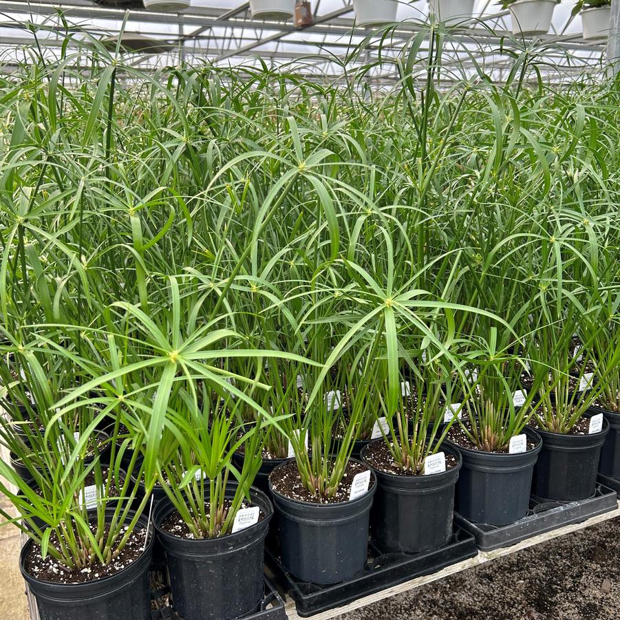 Cyperus alternifolius - Umbrella Plant from Babikow Wholesale Nursery