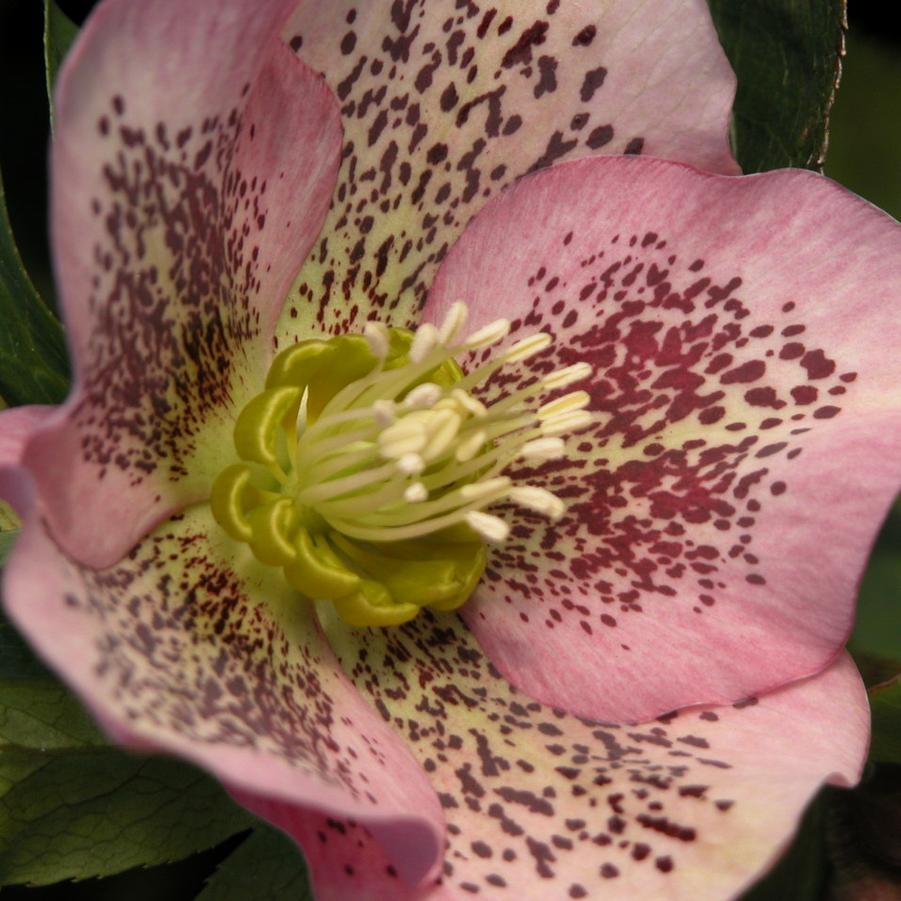 Helleborus hyb. 'Brandywine' - Lenten Rose from Babikow Wholesale Nursery