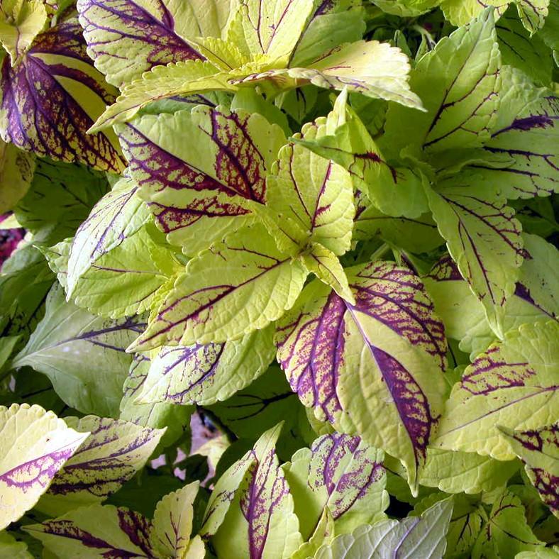 Coleus Sunlover Group Gays Delight