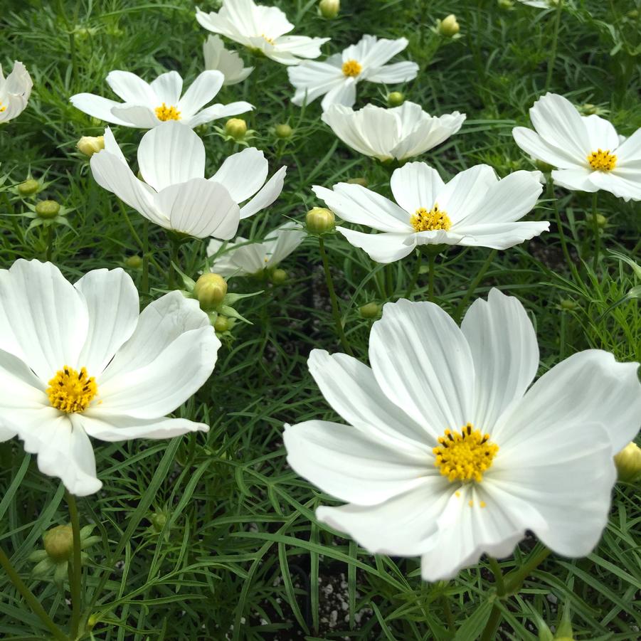 Cosmos Sonata Group 'White' - from Babikow Wholesale Nursery