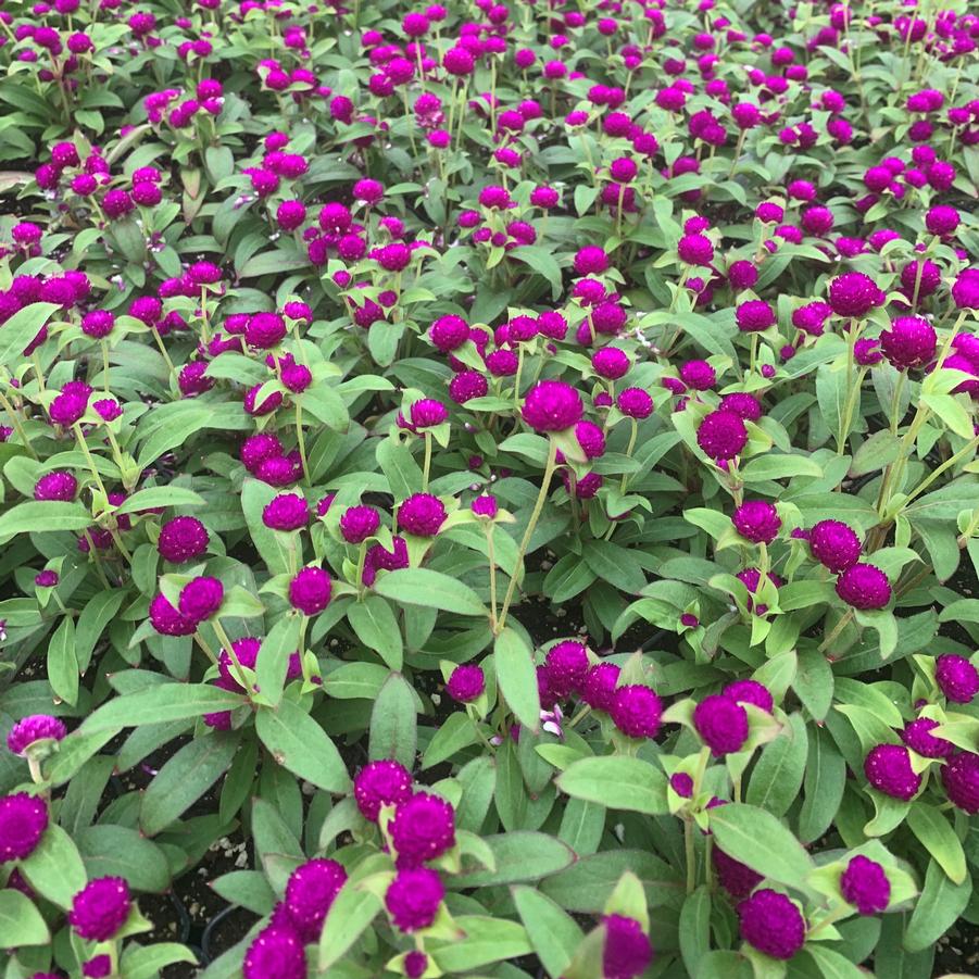 Gomphrena Gnome 'Purple' - Globe Amaranth from Babikow Wholesale Nursery