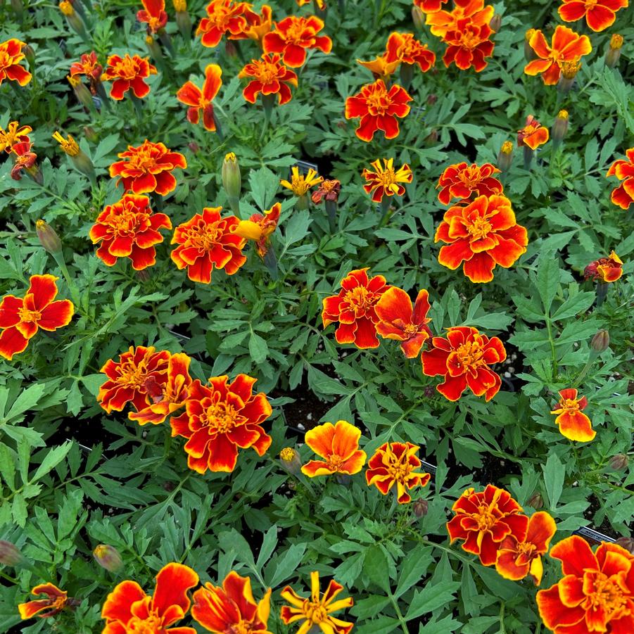 Marigold Safari Scarlet