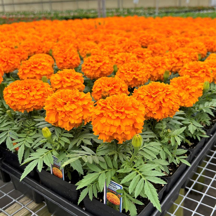 Marigold Taishan 'Orange' - from Babikow Wholesale Nursery