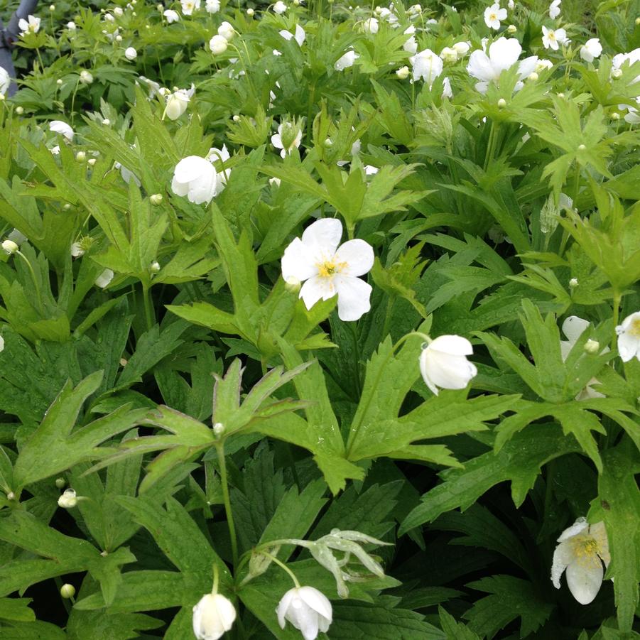 Anemone canadensis - Thimbleweed/ Meadow Anemone from Babikow Wholesale Nursery