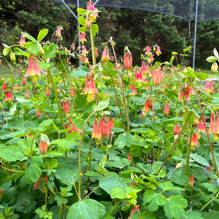 Aquilegia canadensis - Wild Columbine from Babikow Wholesale Nursery